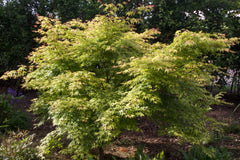 Acer palmatum 'Katsura' (P)