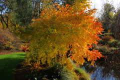 Acer palmatum 'Orange Dream' (P)