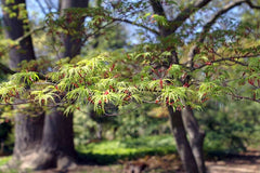 Acer palmatum 'Seiryu' (D)