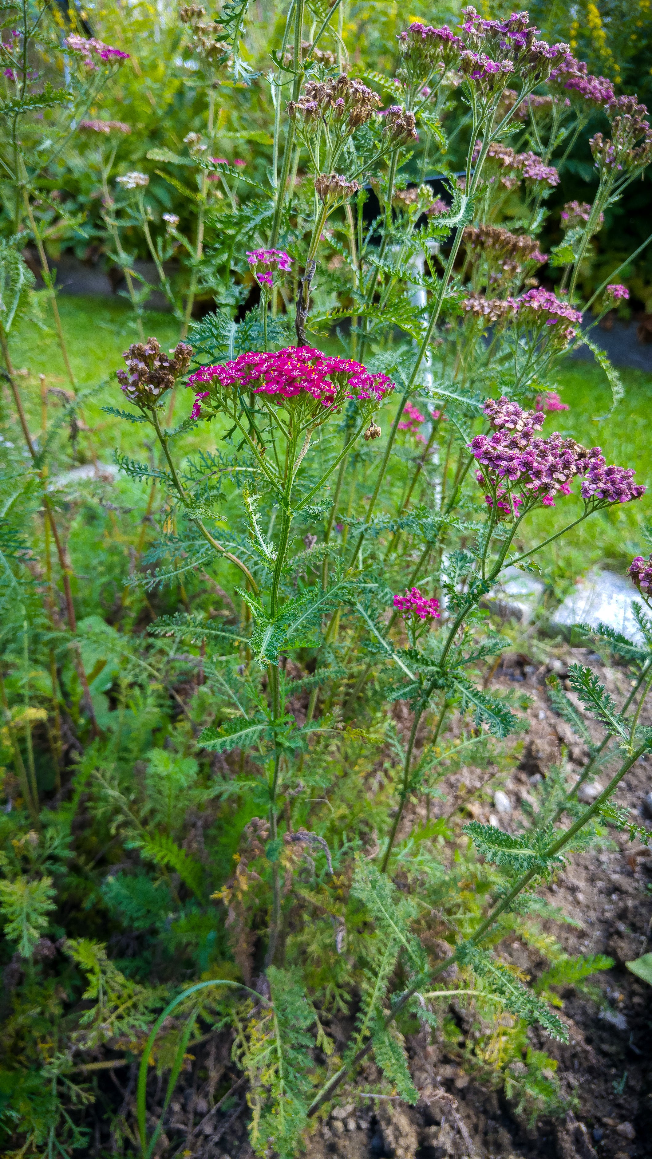 Achillea millefolium 'Cerise Queen' Ballyrobert Gardens