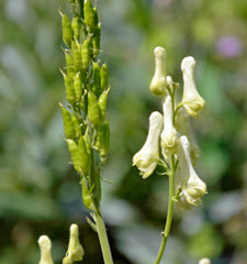 Aconitum lycoctonum subsp. neapolitanum