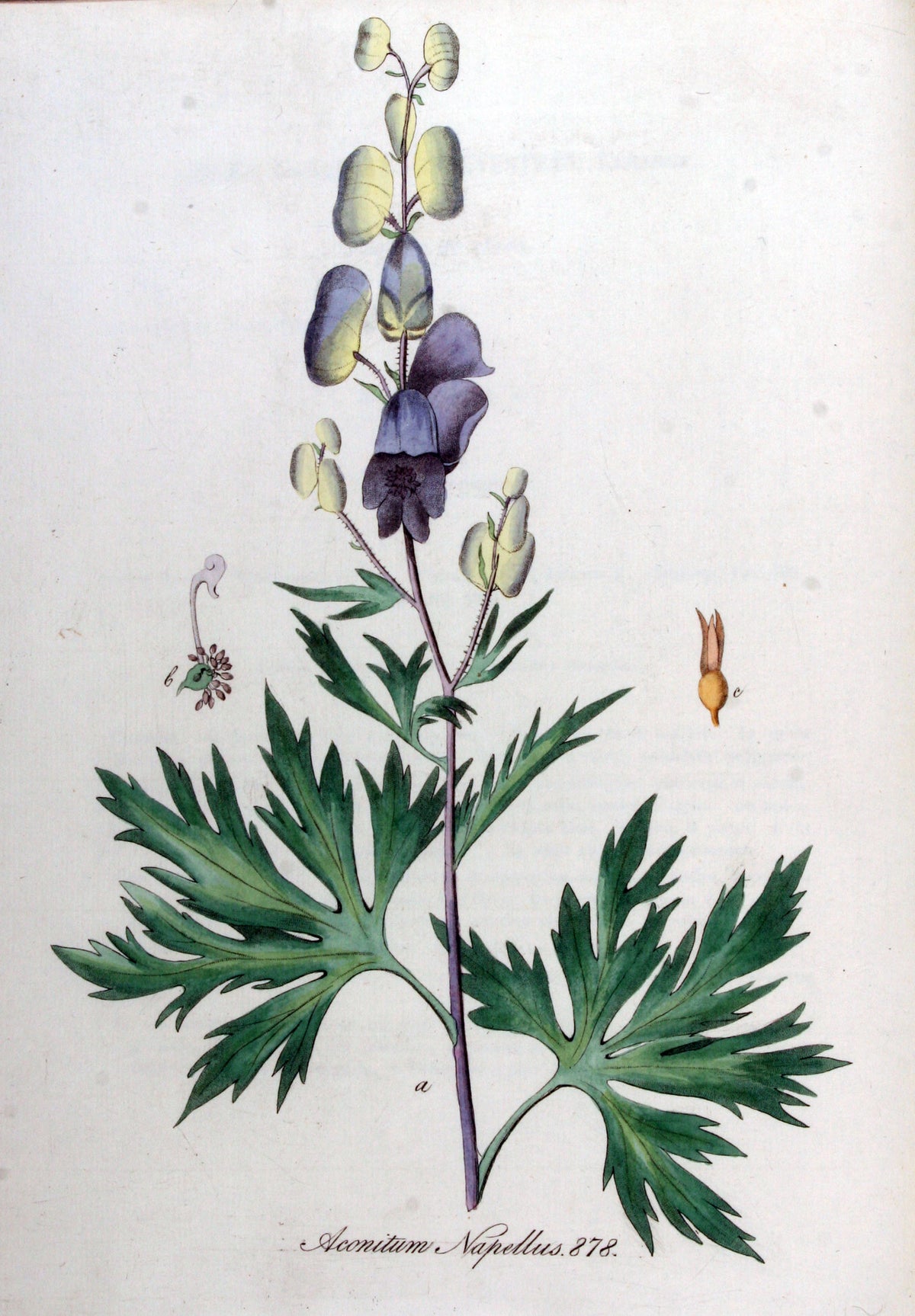 Aconitum napellus – Ballyrobert Gardens