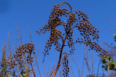Actaea racemosa 