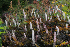 Actaea simplex (Atropurpurea Group) 'Brunette'