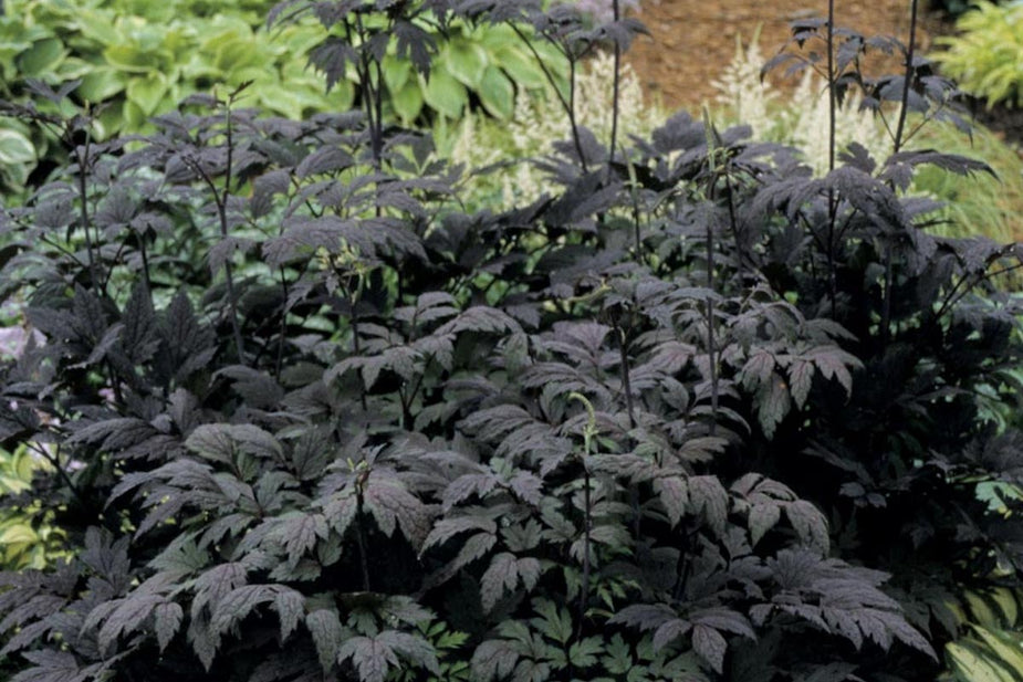 Actaea simplex (Atropurpurea Group) 'Hillside Black Beauty