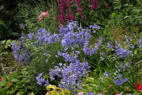 Agapanthus Headbourne hybrids