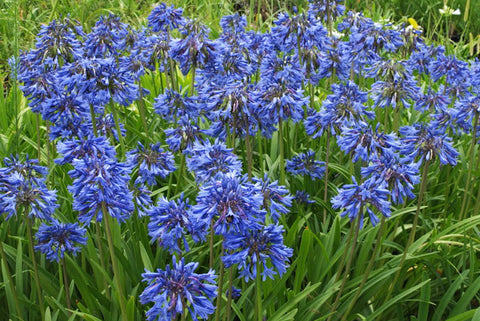 Agapanthus 'Blue Magic'