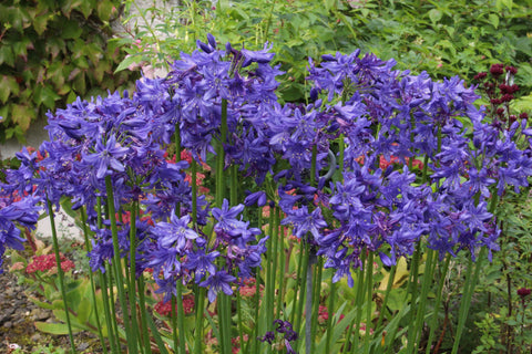 Agapanthus 'Cally Blue'