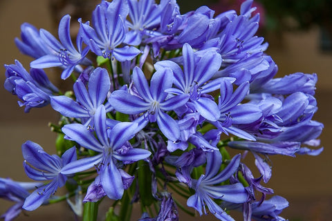 Agapanthus 'Moonlight Star'