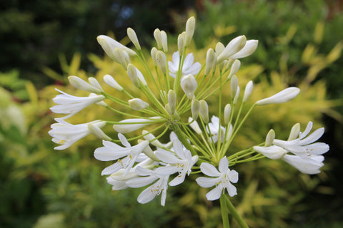 Agapanthus 'Polar Ice'