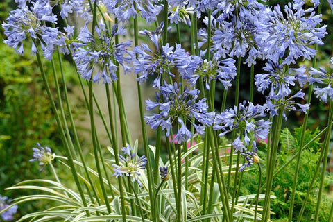 Agapanthus [Silver Moon] = 'Notfred'
