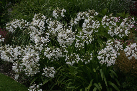 Agapanthus campanulatus 'Wendy'