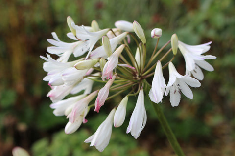 Agapanthus campanulatus 'White Hope'