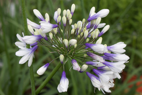 Agapanthus africanus Twister = 'Ambic001'