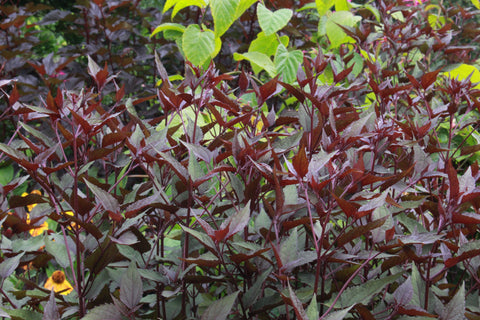 Ageratina altissima 'Chocolate'