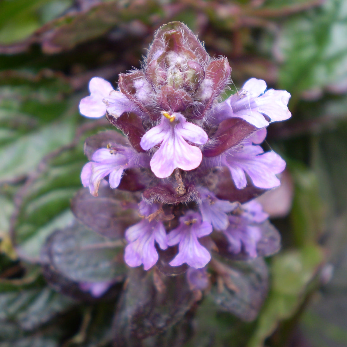 Ajuga Reptans Atropurpurea Ballyrobert Gardens ajuga-reptans-atropurpurea-ballyrobert-gardens