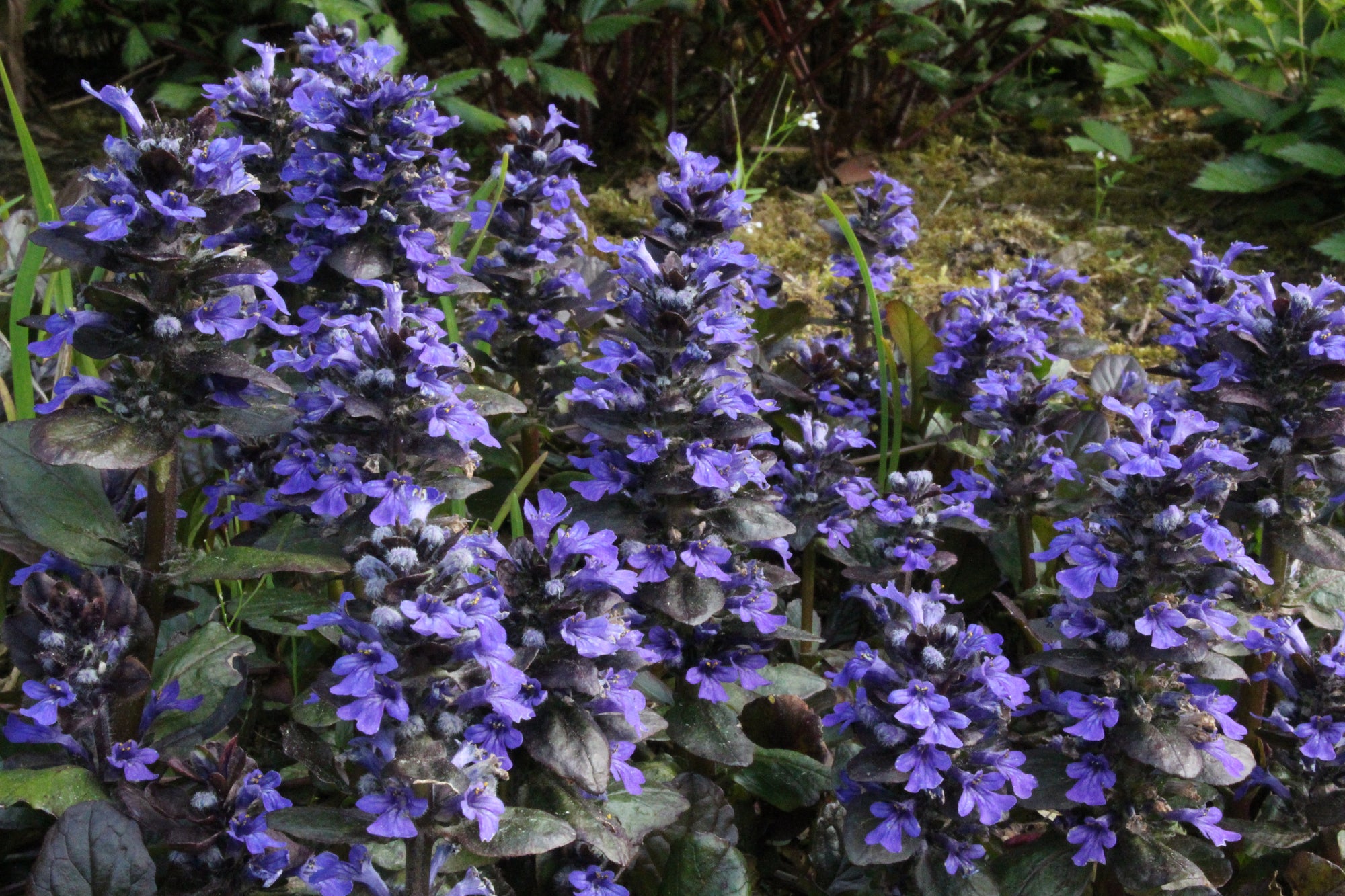Ajuga reptans 'Catlin's Giant' – Ballyrobert Gardens