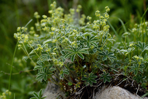 Alchemilla alpina L.