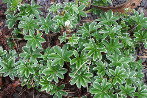 Alchemilla conjuncta