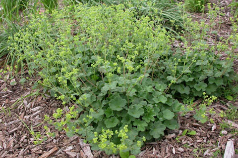 Alchemilla erythropoda