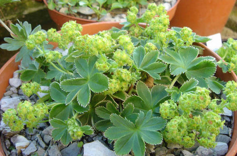 Alchemilla faeroensis var. pumila