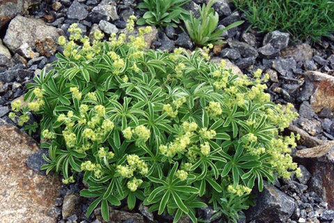 Alchemilla hoppeana (Reichenb.) Dalla Torre