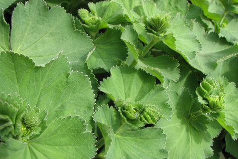 Alchemilla vulgaris