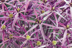 Allium cristophii