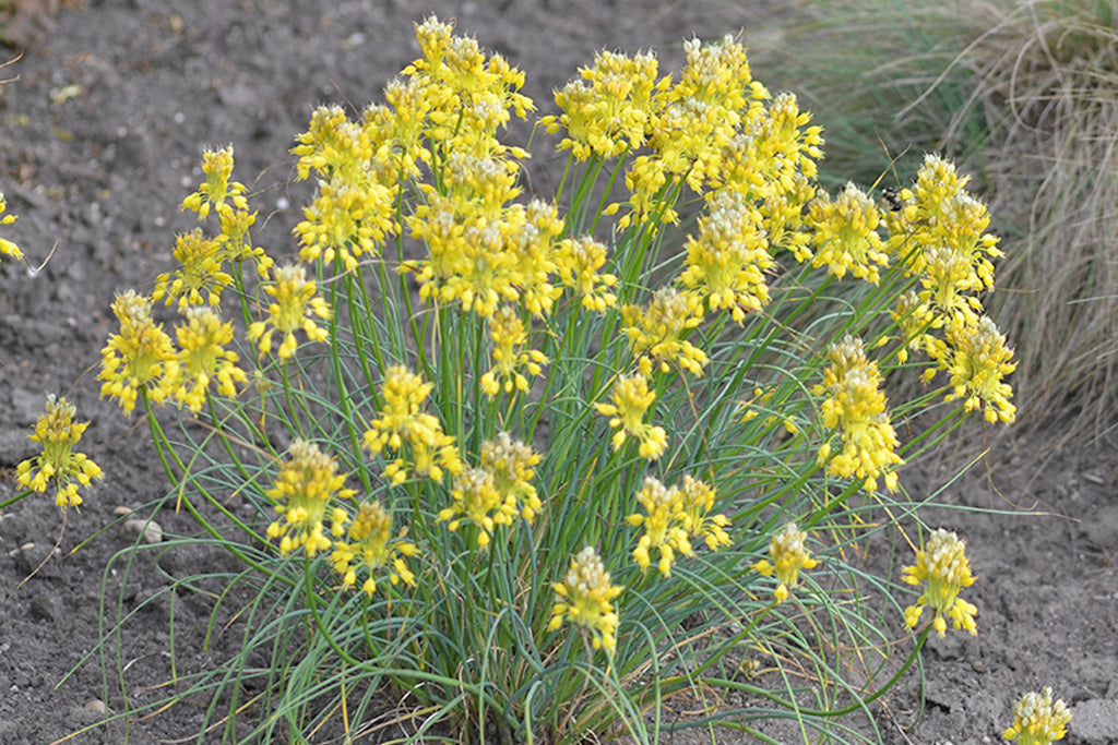 Allium flavum – Ballyrobert Gardens