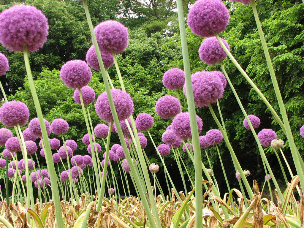 allium giganteum rosa