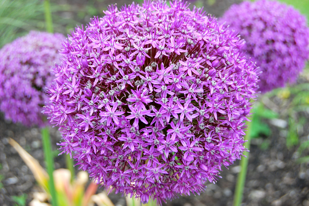 allium giganteum rosa