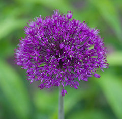 Allium hollandicum 'Purple Sensation'