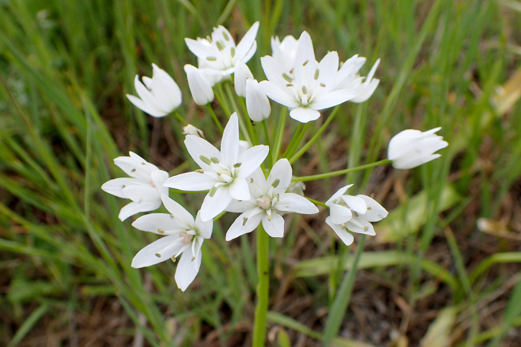 Allium neapolitanum Ballyrobert Gardens
