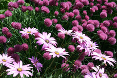Allium schoenoprasum 'Pink Perfection'