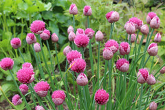 Allium schoenoprasum 'Pink Perfection'