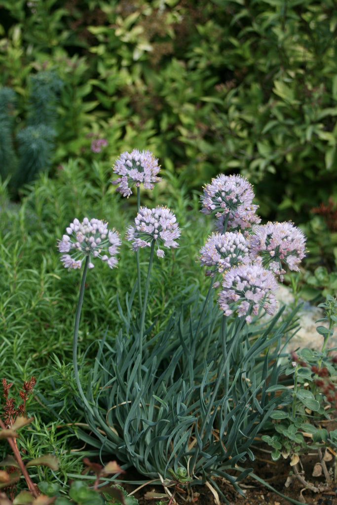 Allium senescens cheap
