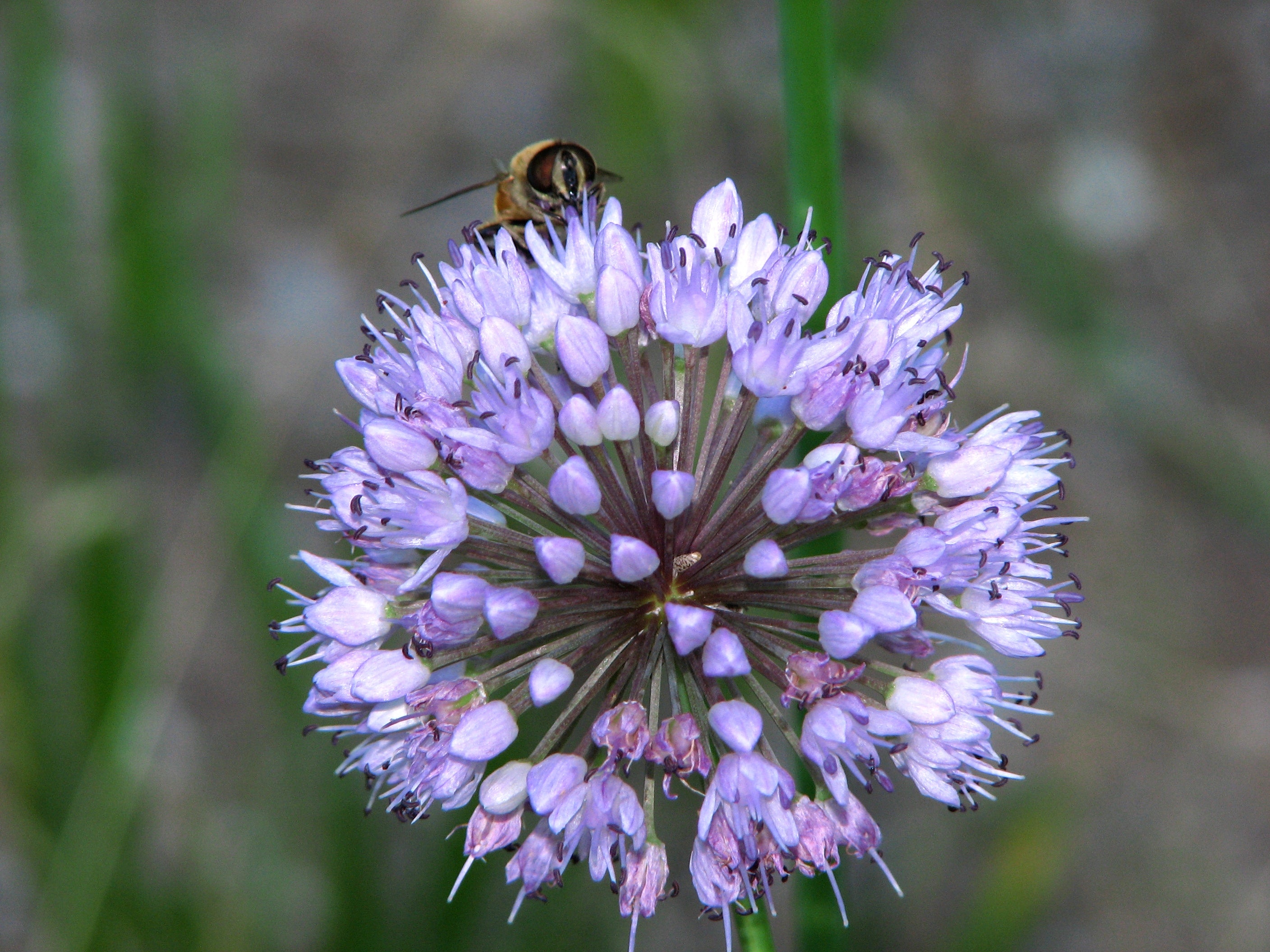 Allium senescens Ballyrobert Gardens