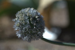 Allium caesium