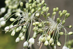 Allium carinatum subsp. pulchellum f. album