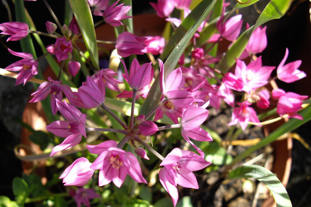 Allium oreophilum Ballyrobert Gardens