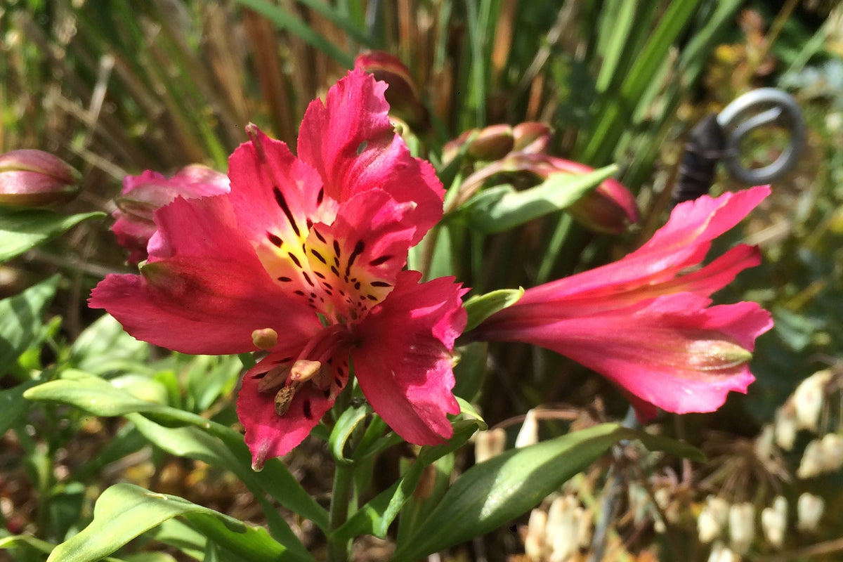 Alstroemeria INCA GLOW 'Koglow' – Ballyrobert Gardens