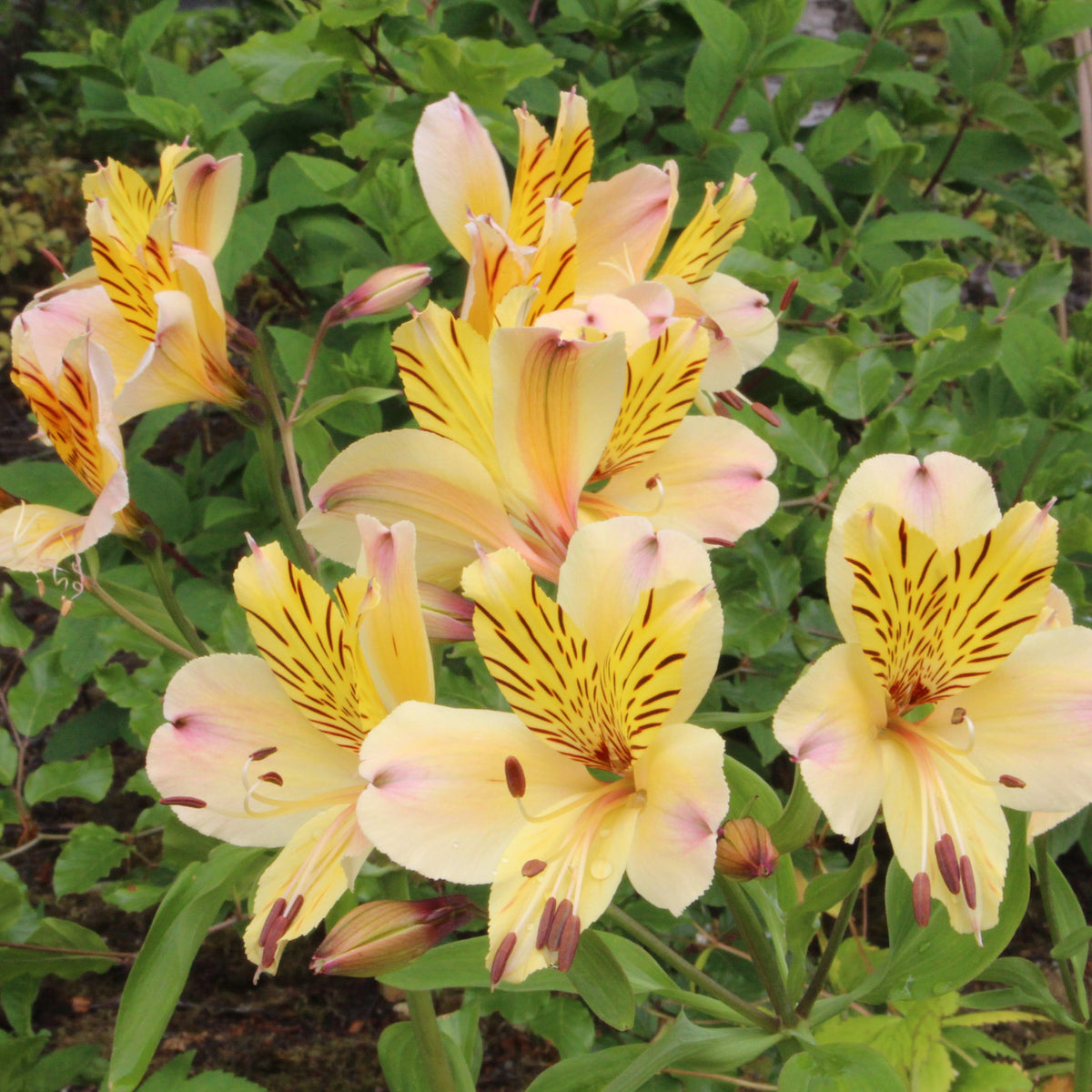 Alstroemeria 'Yellow Friendship' – Ballyrobert Gardens
