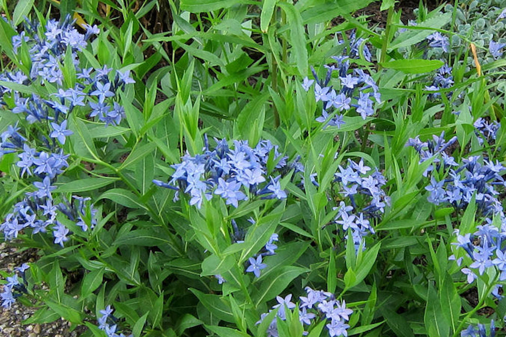 Amsonia 'Blue Ice' Ballyrobert Gardens