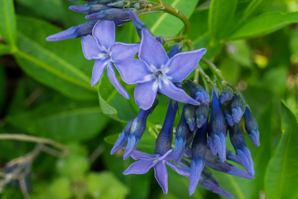 Amsonia 'Blue Ice' Ballyrobert Gardens