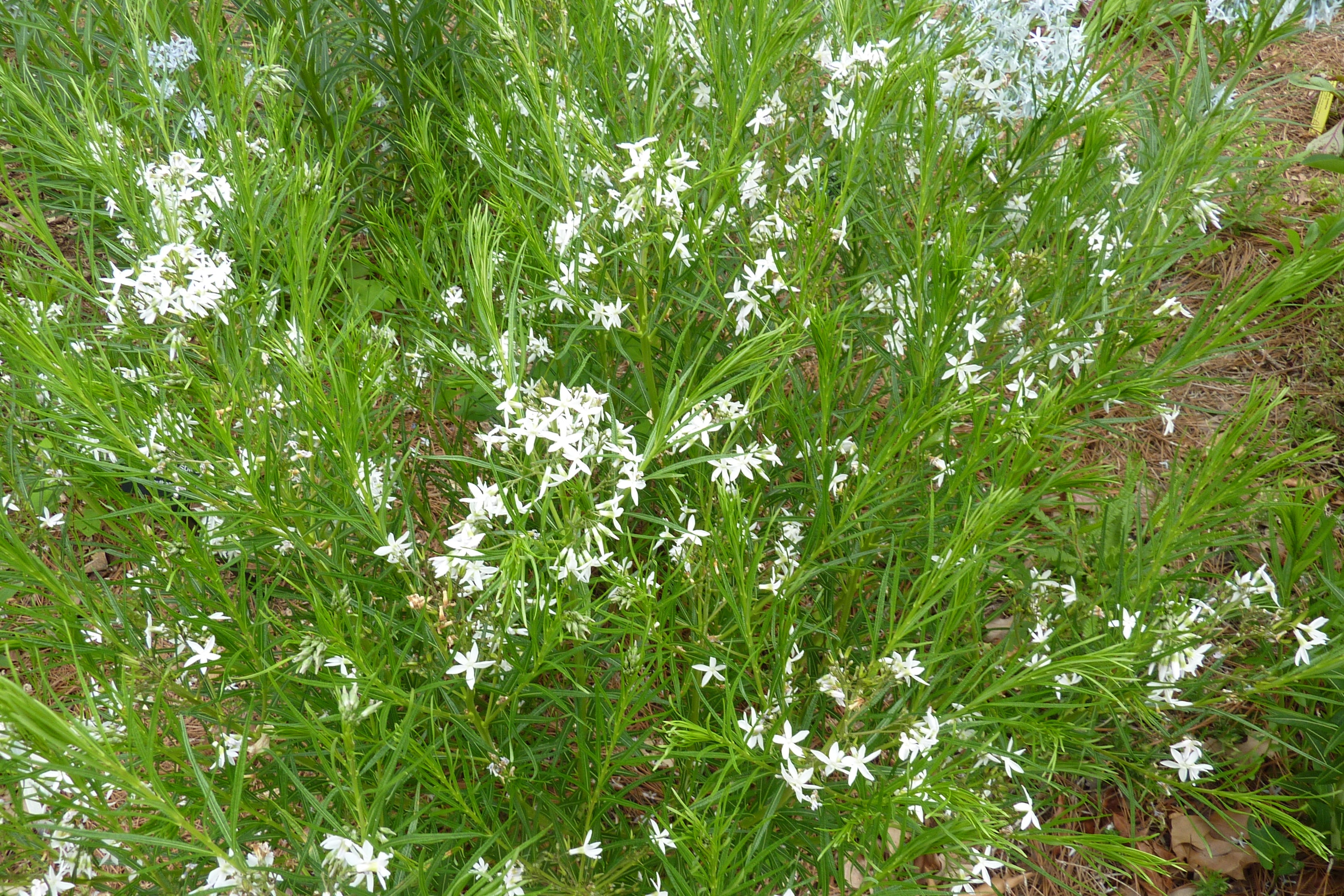 Amsonia ciliata Ballyrobert Gardens