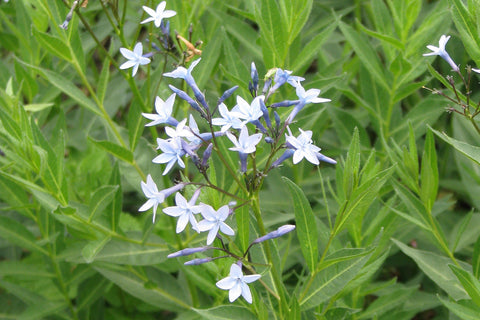 Amsonia orientalis