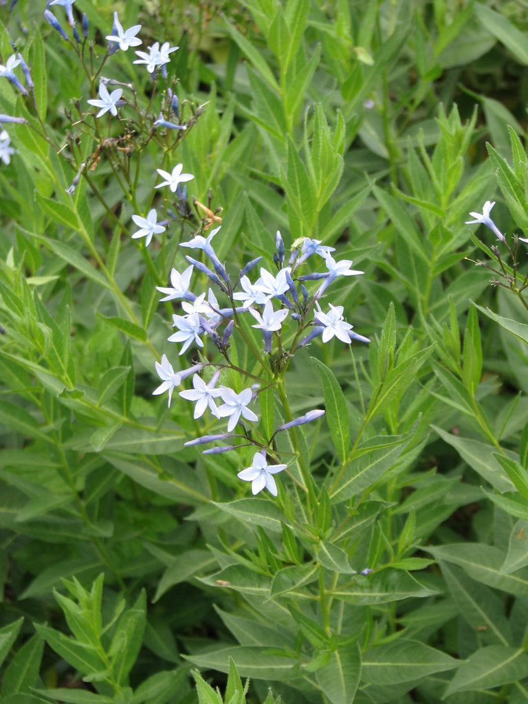 Amsonia orientalis – Ballyrobert Gardens