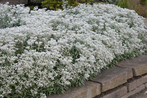 Anaphalis triplinervis 'Sommerschnee'