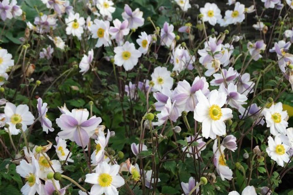 Swan Ruffed Anemone 'Ruffled Swan' – Ballyrobert Gardens