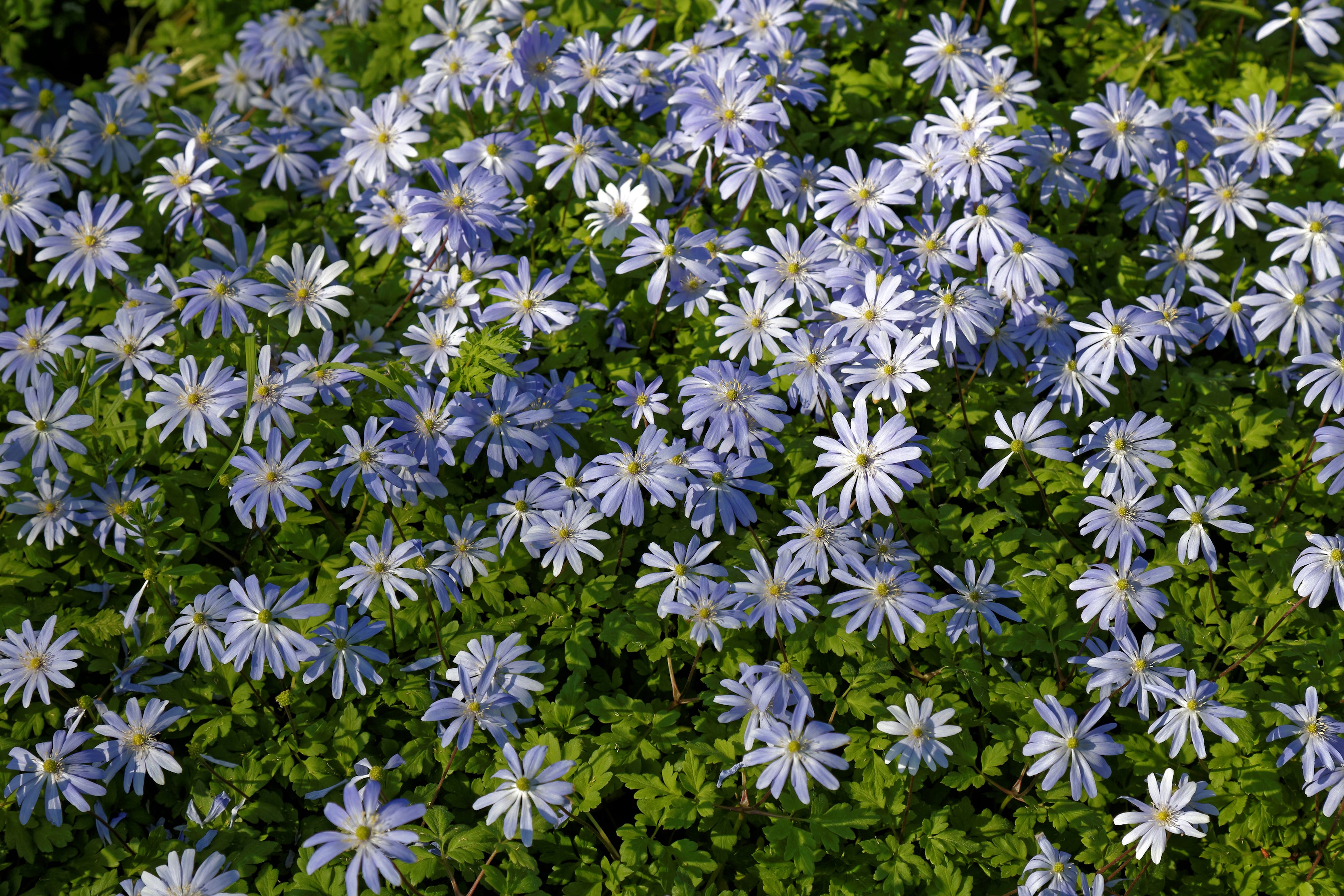 Anemone blanda 'Blue Shades' Ballyrobert Gardens